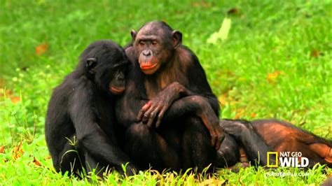 Bonobo Love 